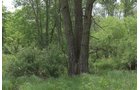 Lake County, Indiana farmland - LAND AUCTION - 147+/- ACRES OFFERED IN 3 TRACTS IN LAKE COUNTY, INDIANA